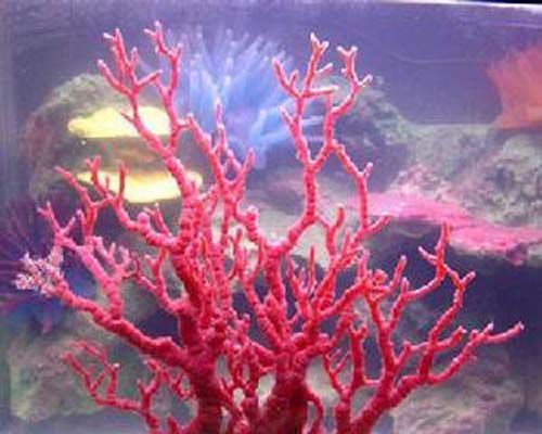 红珊瑚（有机宝石）