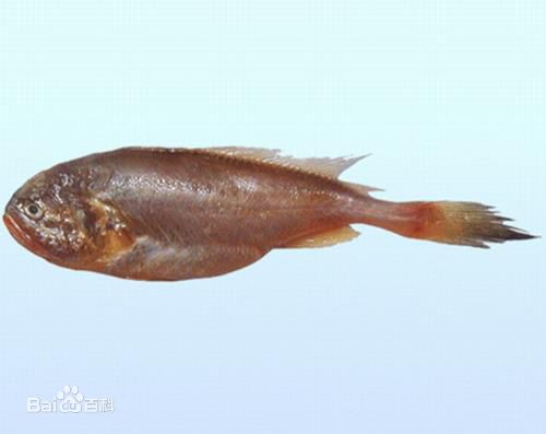 渤海水域的一种俗称“鲫头鱼”的鱼类，学名叫什么？